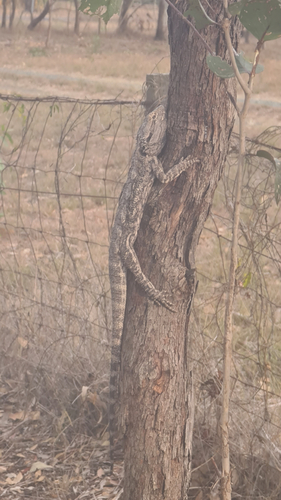 Eastern Bearded Dragon