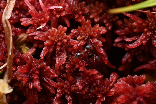 Sphagnum rubellum observed 2026-10-06
