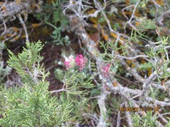 Anthyllis vulneraria