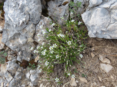 Arenaria grandiflora