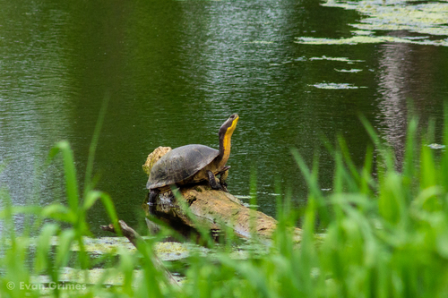 Blanding's Turtle, Emydoidea blandingii