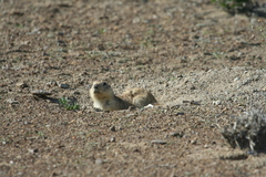 Spermophilus fulvus