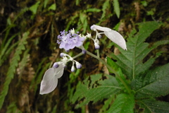 Hydrangea densifolia