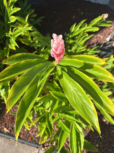 Alpinia purpurata observed 2026-10-12