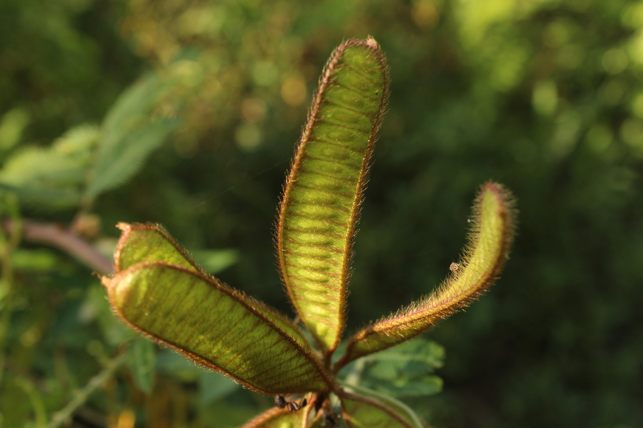 Mimosa pigra