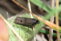 Ethmia chrysopyga