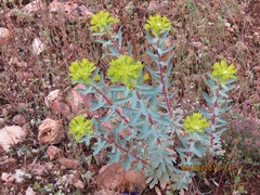 Euphorbia nicaeensis