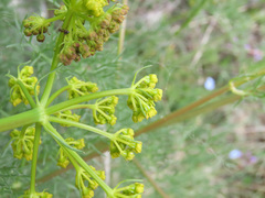 Prangos ferulacea