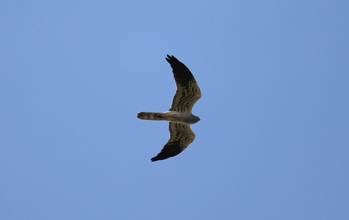 iNaturalist image