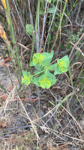 Euphorbia terracina, 2026-10-12