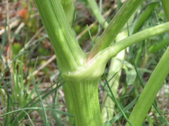 Prangos ferulacea