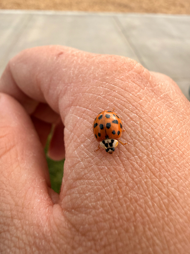 Asian Lady Beetle