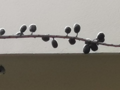 Spondias purpurea
