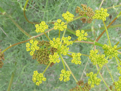 Prangos ferulacea