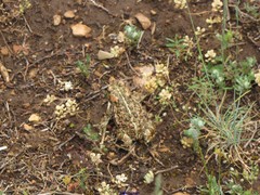 Bombycilaena discolor