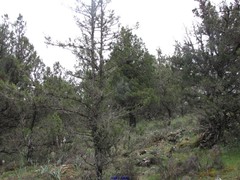 Juniperus thurifera