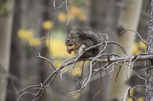Fremont's Squirrel observed by julia_nuthatch