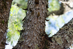 Parapiptadenia rigida