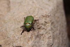 Chrysina orizabae