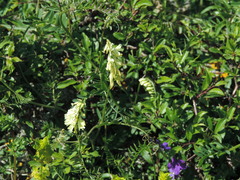 Vicia ochroleuca