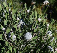 Isopogon trilobus