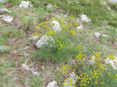 Prangos ferulacea