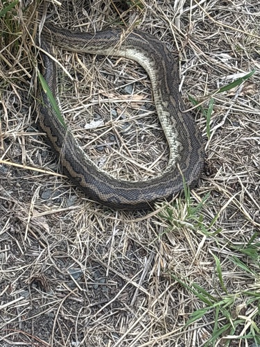 Coastal Carpet Python