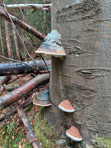 Red-banded Polypore