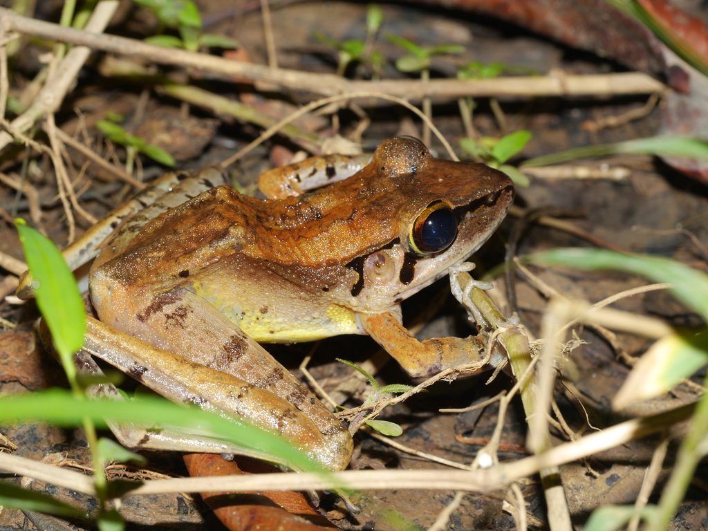 Sumatran Torrent Frog
