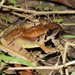 Sumatran Torrent Frog - Photo (c) Matt Muir, some rights reserved (CC BY-SA), uploaded by Matt Muir