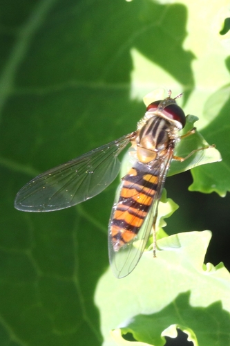 Marmalade Hover Fly