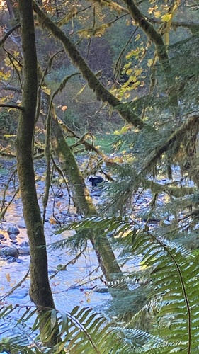 Black Bear sighting near Campbell Lake