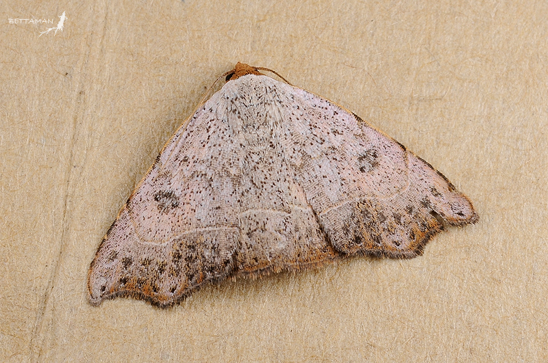Aventiini