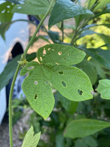 Dalechampia observed 2026-10-12