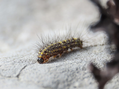 Setina irrorella