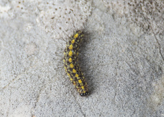 Setina irrorella