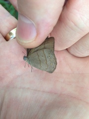 Nhambikuara cerradensis