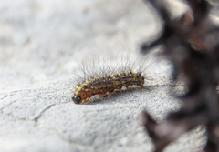 Setina irrorella
