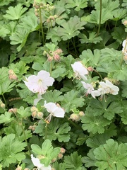 Geranium macrorrhizum