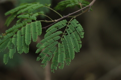 Senegalia bonariensis