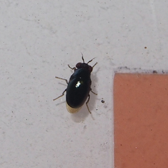 Spaniocelyphus palmi