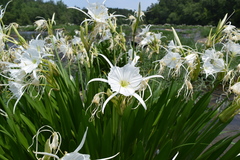 Hymenocallis coronaria