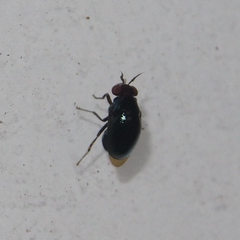 Spaniocelyphus palmi