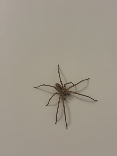 Mediterranean Spiny False Wolf Spider