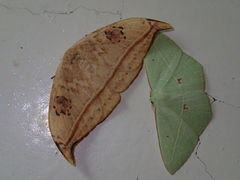 Callidrepana hirayamai