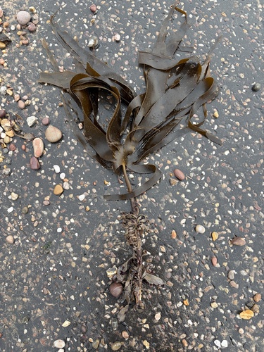Laminaria hyperborea observed 2026-10-12