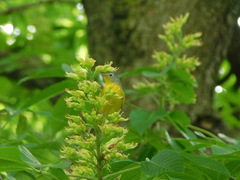 Leiothlypis ruficapilla
