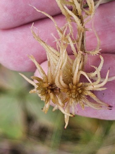Sphagnum teres observed 2026-10-11