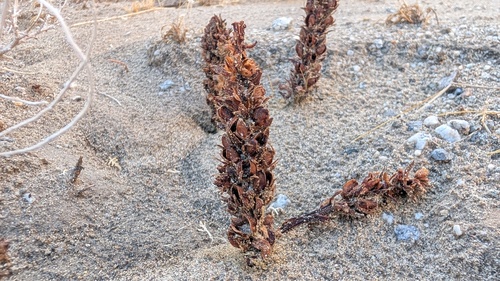 desert broomrape