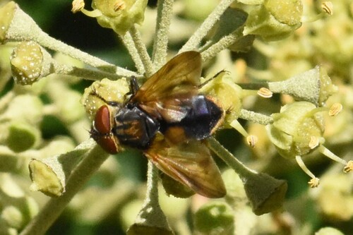 Phasia aurigera, Groesbeek, Nederland, photo 8 of 10